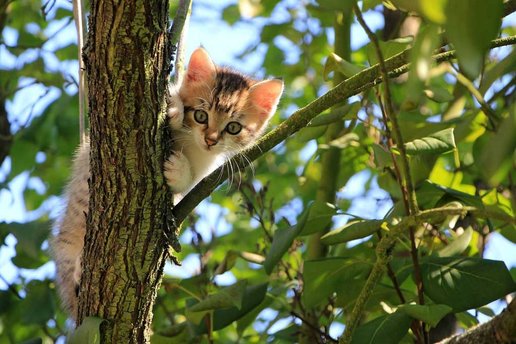 Kedi Davranışlarını Anlamanın 5 Püf Noktası