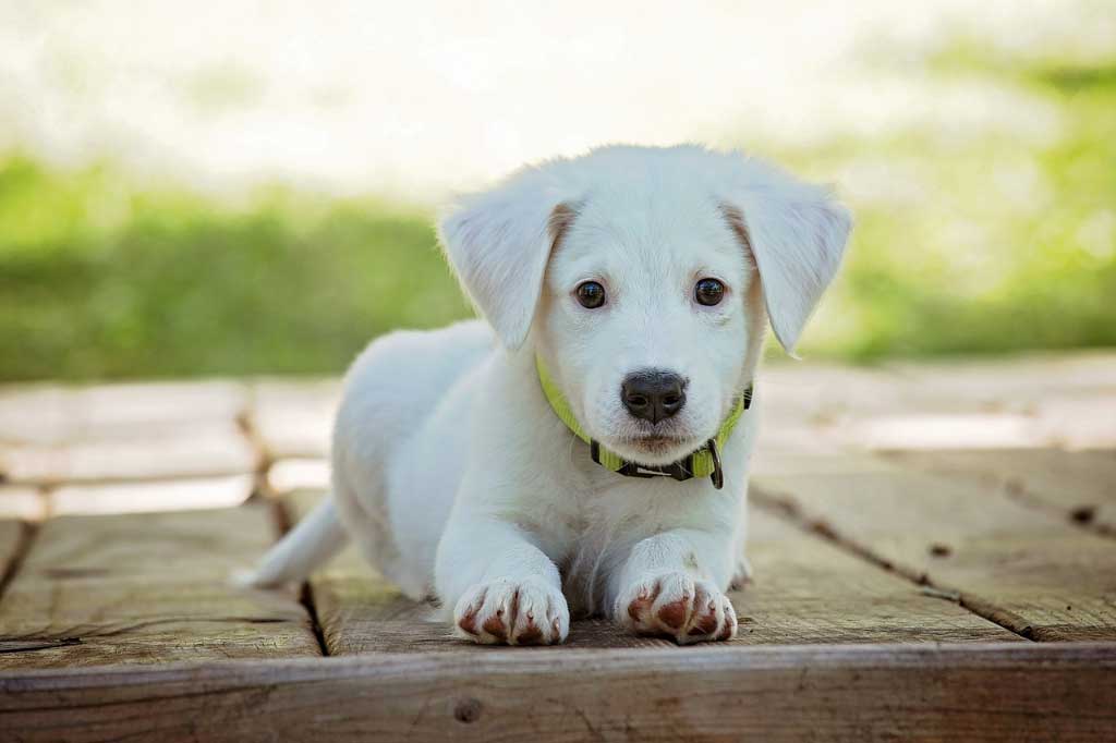 K9 Dog Club Köpek Eğitiminde En Sık Yapılan 4 Hata